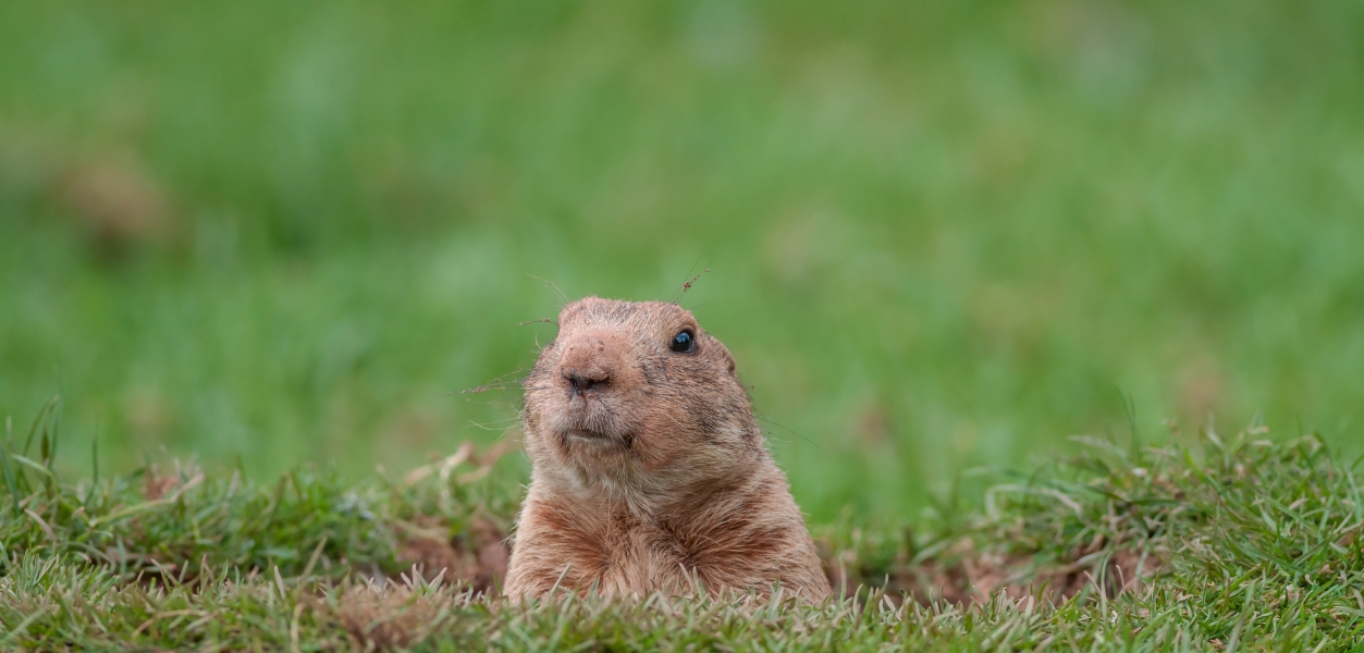 Forecast and Folklore Groundhog Day 2025 Horseshoe Bay Resort